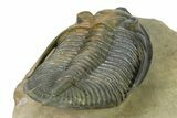 Flying Zlichovaspis Trilobite - Atchana, Morocco #323411-5